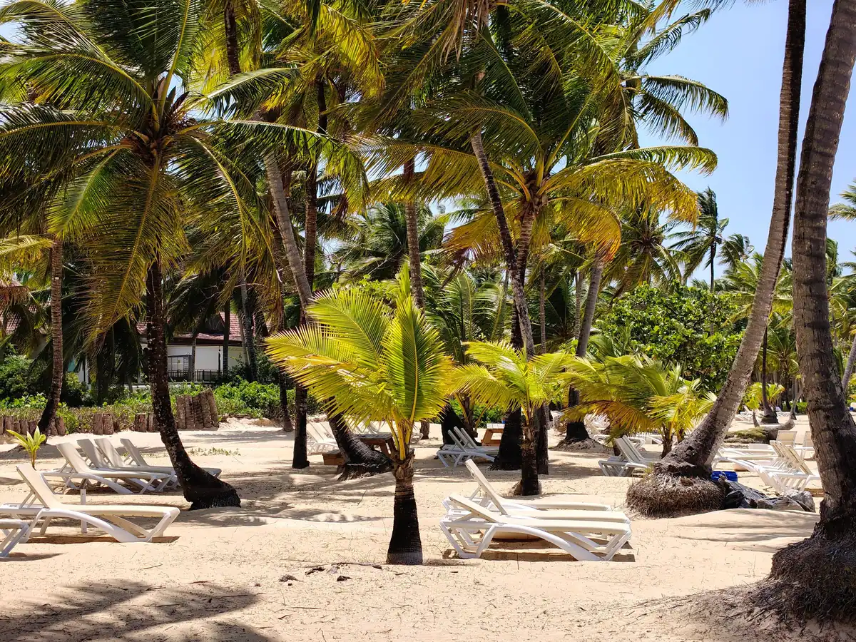 Palm trees and beach loungers on a beach in Samaná, Dominican Republic